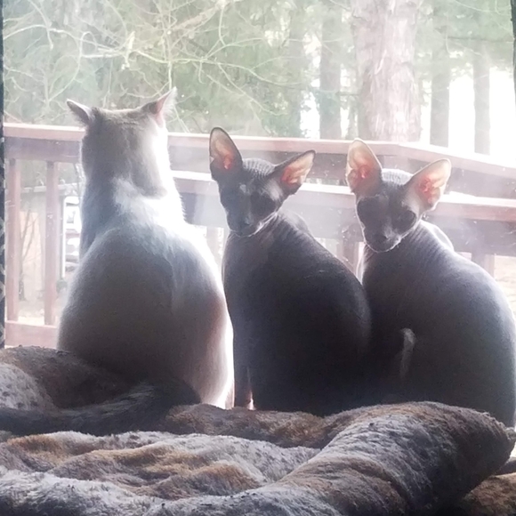 Meet your Posher, Sally - Picture 3 of 14